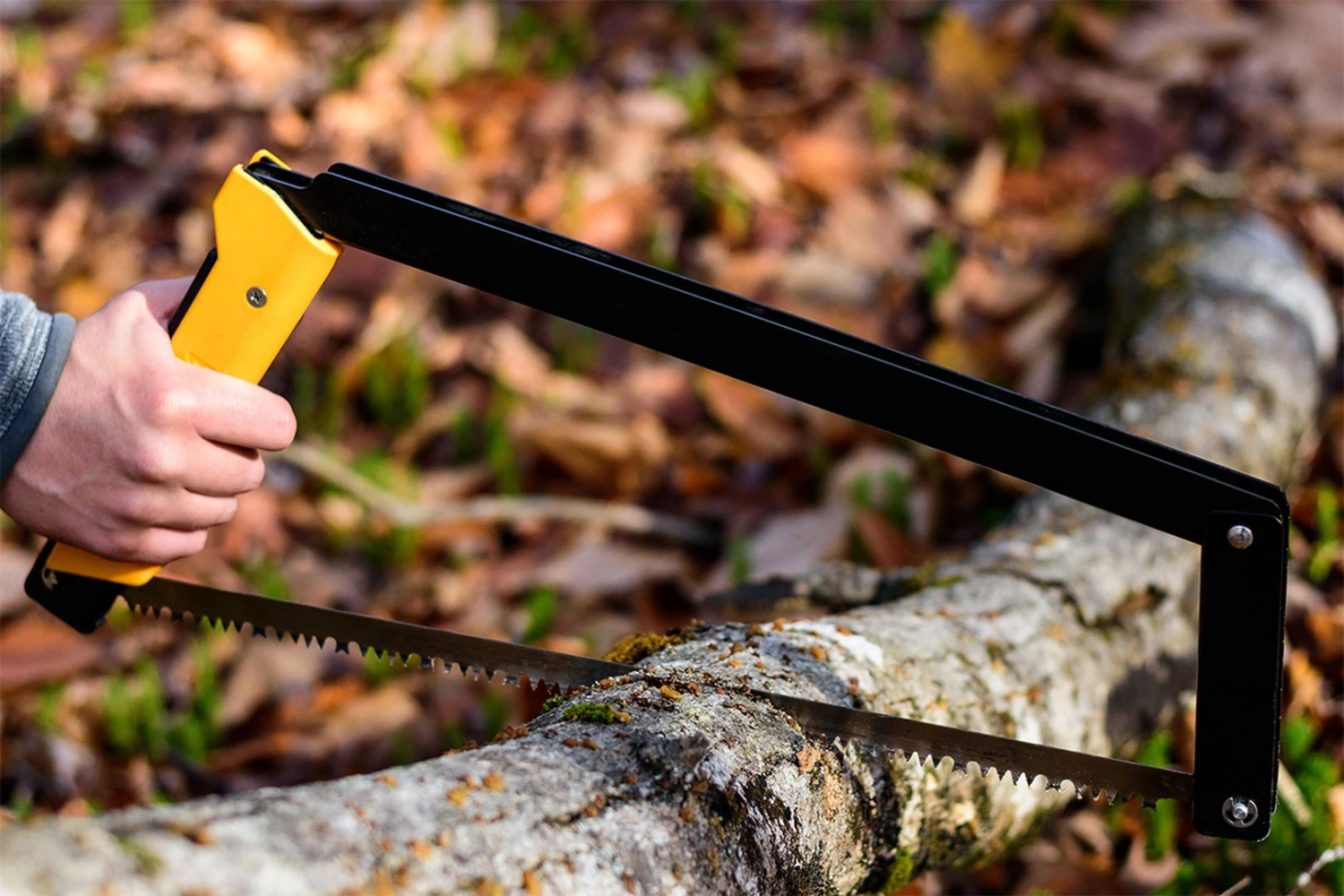 Agawa Canyon Boreal 24 15 Agawa Canyon Boreal 24 - Image 13